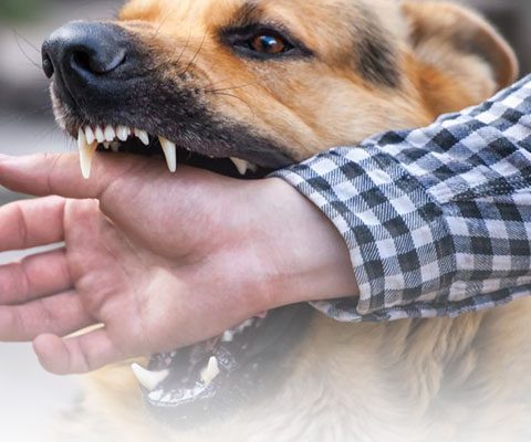 Dog Bite